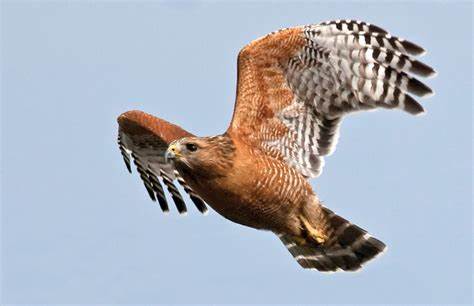 RED HAWK
