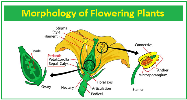 Morphology of Flowering Plants